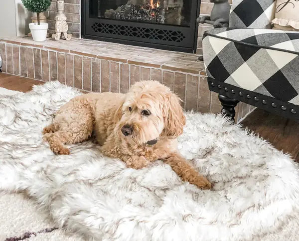 Dog Beds